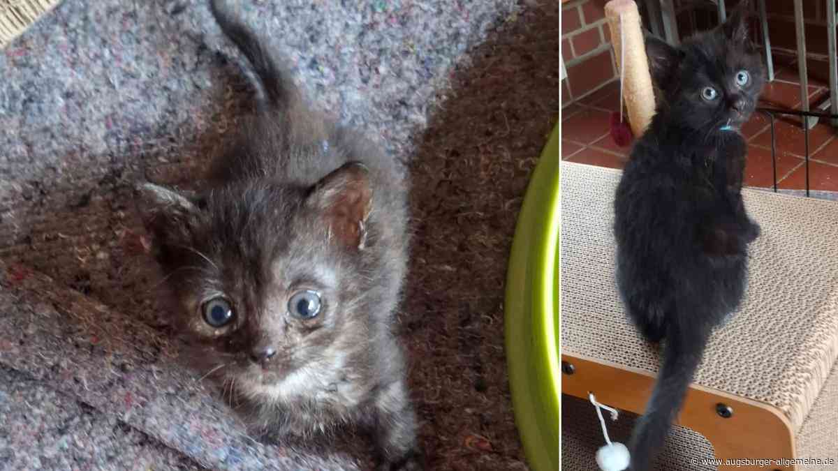 Tierheim ringt mit dramatischem Anstieg herrenloser Katzen in der Region