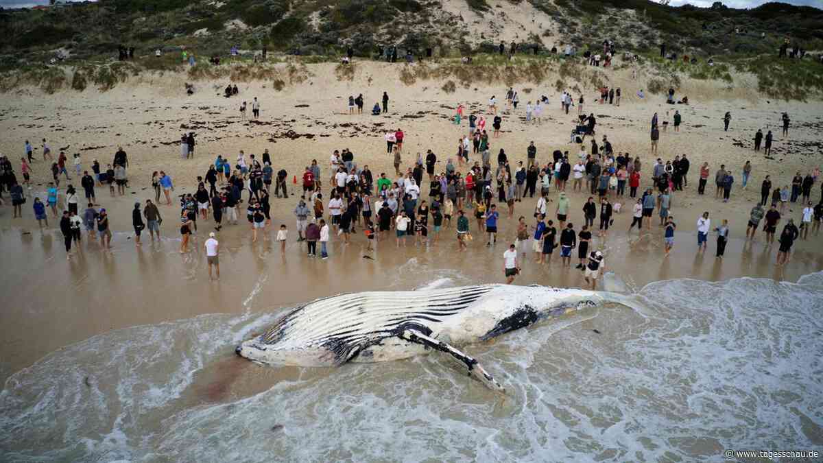 Australien: Walkadaver sorgt für Hai-Alarm am Stadtstrand von Perth