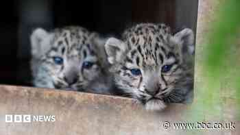 Rare snow leopard cub with incurable bone condition put to sleep