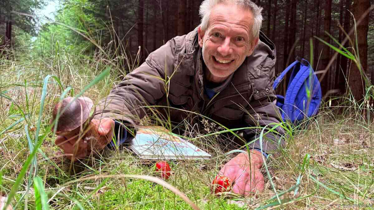 Zu trocken seit Monaten: Darum bleiben Steinpilze im Landkreis aus