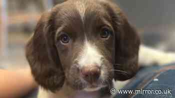 Dog stolen as 10-week-old puppy found with serious head injuries