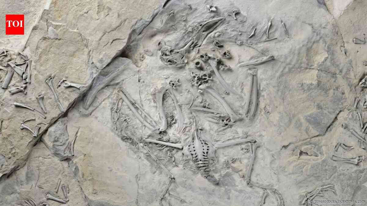 55-million-year-old fossil bird shows how trogons evolved their unusual feet