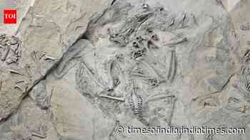 55-million-year-old fossil bird shows how trogons evolved their unusual feet