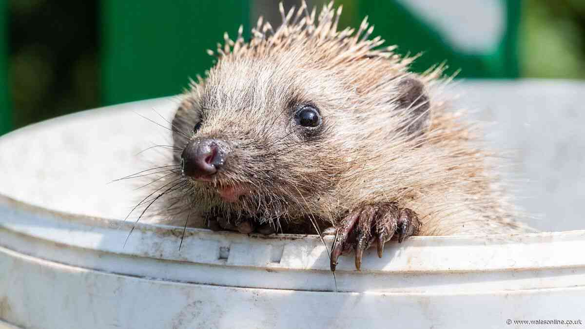 People warned they could be putting hedgehogs at risk on bin day
