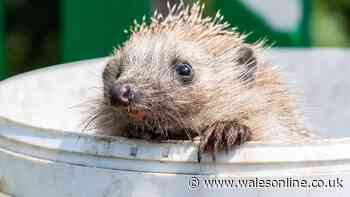 People warned they could be putting hedgehogs at risk on bin day