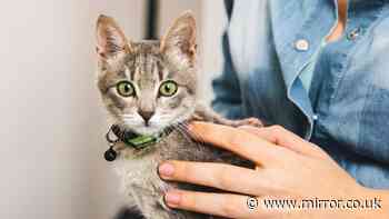 UK cat owners told to act before 7pm on October 1 and buy one 'important' item