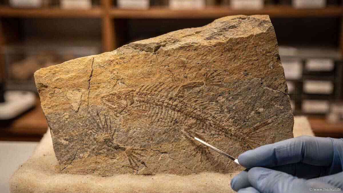 309 Millionen Jahre altes Fossil: Studentinnen benennen neue Amphibienart nach ihren Müttern