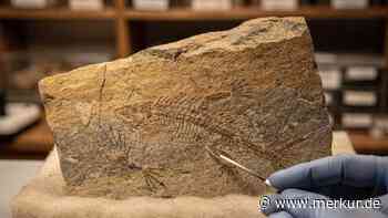 309 Millionen Jahre altes Fossil: Studentinnen benennen neue Amphibienart nach ihren Müttern