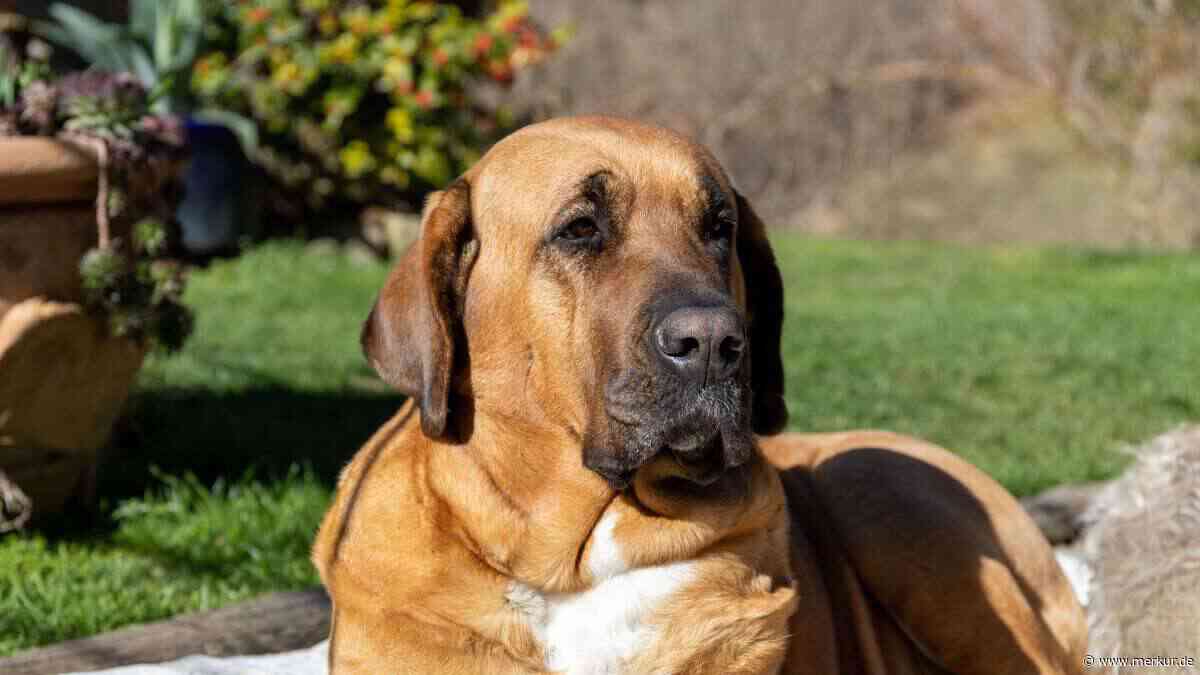 Großer Hund, sanftes Wesen: der Broholmer im Rasseporträt