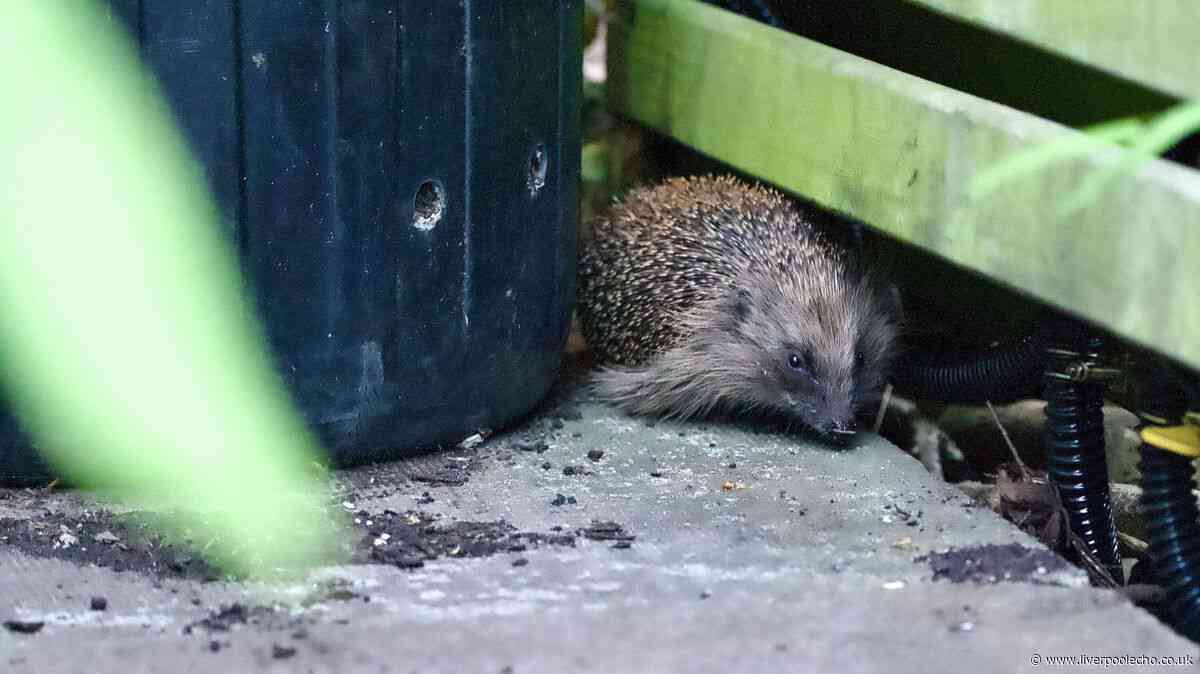 Simple step to keep hedgehogs from getting trapped in your garden