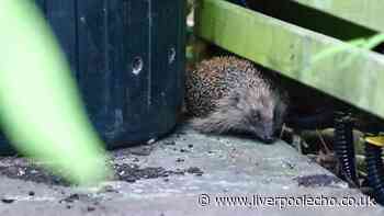 Simple step to keep hedgehogs from getting trapped in your garden