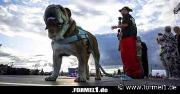 Todestag: Lewis Hamilton ehrt Hund Roscoe mit rührender Hommage
