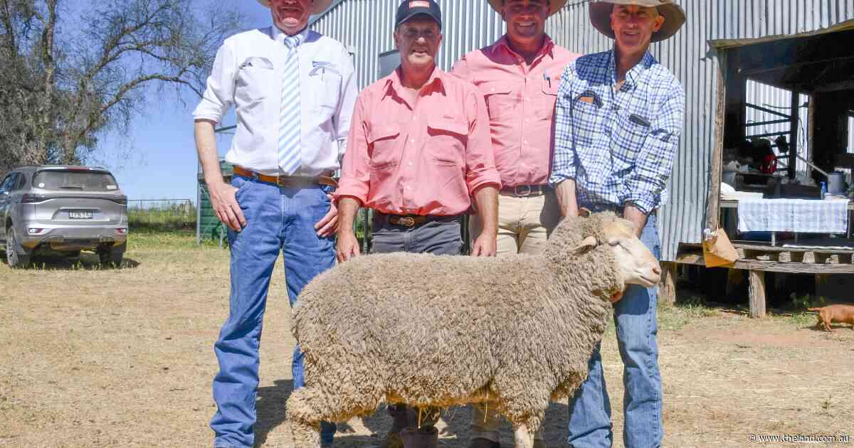 Average increase for Richmond Merinos as buyers chase eye muscle depth and growth