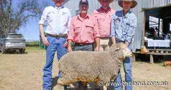 Average increase for Richmond Merinos as buyers chase eye muscle depth and growth