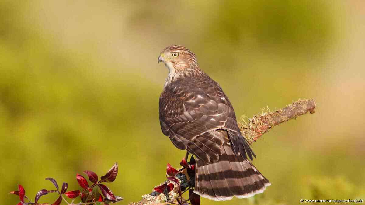 Sprache verloren nach Schlaganfall? Forscher setzen auf Greifvögel als Therapie-Unterstützung