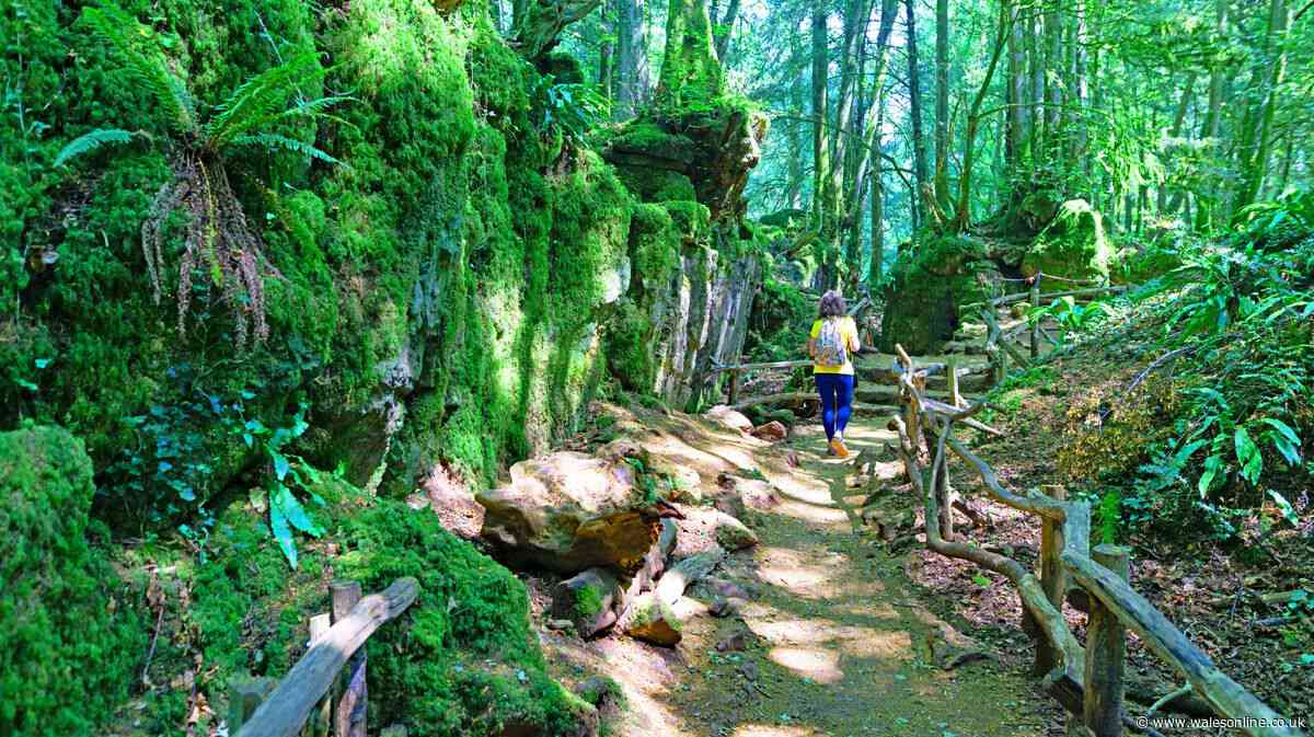 The 'magical' woodland that looks just like fairytale is less than 2 hours from Wales
