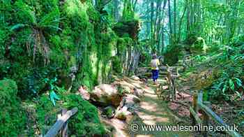 The 'magical' woodland that looks just like fairytale is less than 2 hours from Wales