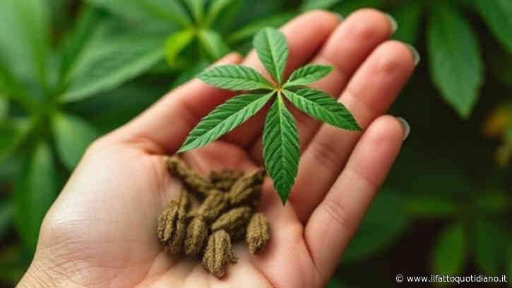 22enne beve un infuso di kratom e va in arresto cardiaco: il coinquilino lo trova privo di sensi e in preda alle convulsioni. I medici gli impiantano un pacemaker