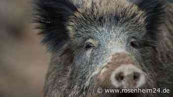 Wildschwein-Virus im Landkreis Traunstein: Für Hunde und Katzen tödlich