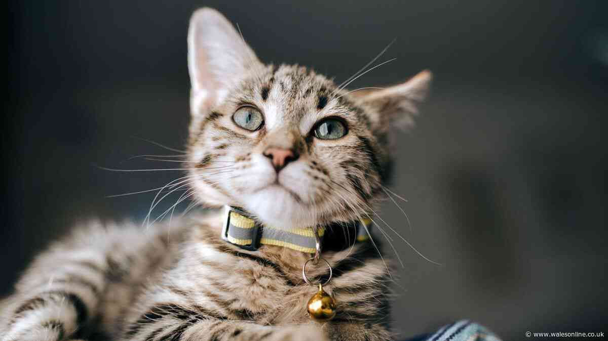 Vet says cat owners should use 1 'important' item if pet goes outside this autumn