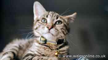Vet says cat owners should use 1 'important' item if pet goes outside this autumn