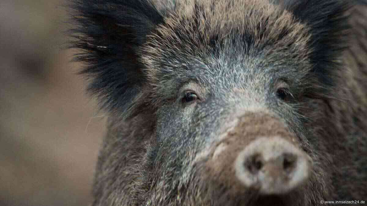 Wildschwein-Virus im Landkreis Traunstein: Für Hunde und Katzen tödlich