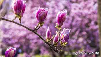 Magnolie schneiden: Diese drei Fehler ruinieren den Blütenbaum