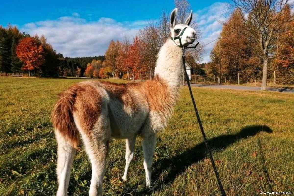 Lama im Erzgebirge ausgebüxt: Suche nach Keks läuft