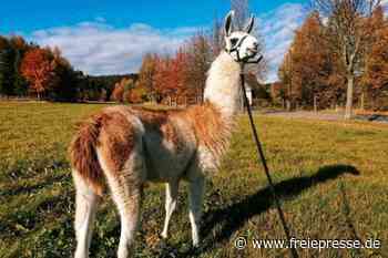 Lama im Erzgebirge ausgebüxt: Suche nach Keks läuft