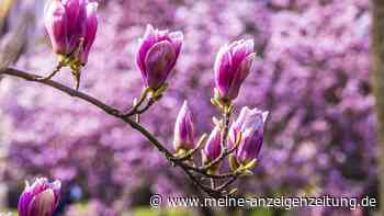 Magnolie schneiden: Diese drei Fehler ruinieren den Blütenbaum