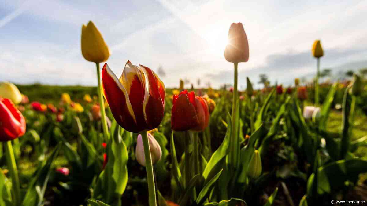 Tulpen pflanzen im Herbst: So blüht der Garten im Frühling in voller Pracht