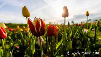 Tulpen pflanzen im Herbst: So blüht der Garten im Frühling in voller Pracht