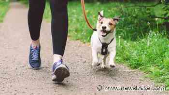 Vier honden overleden na wandeling in Schiedams park door mogelijk gif