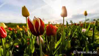 Tulpen pflanzen im Herbst: So blüht der Garten im Frühling in voller Pracht