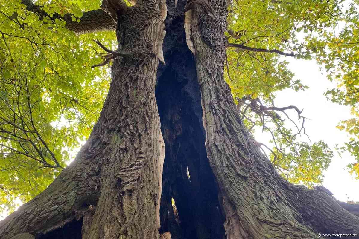 Friesens Teiche und die hohle Eiche – die Anmeldung für Regina Möllers Herbst-Tour läuft