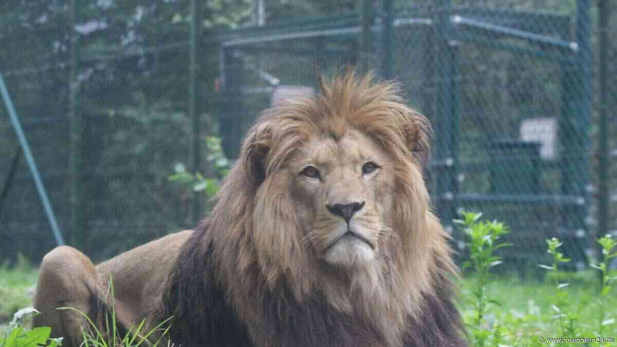 Audienz beim König im Salzburger Zoo: Löwe Kiano erstmals für Besucher zu sehen