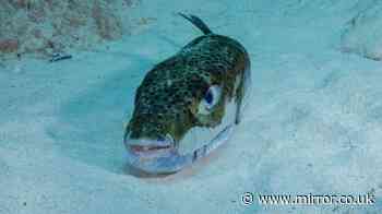 Brit rushed to hospital after being bitten by toxic pufferfish wreaking havoc off Greek island