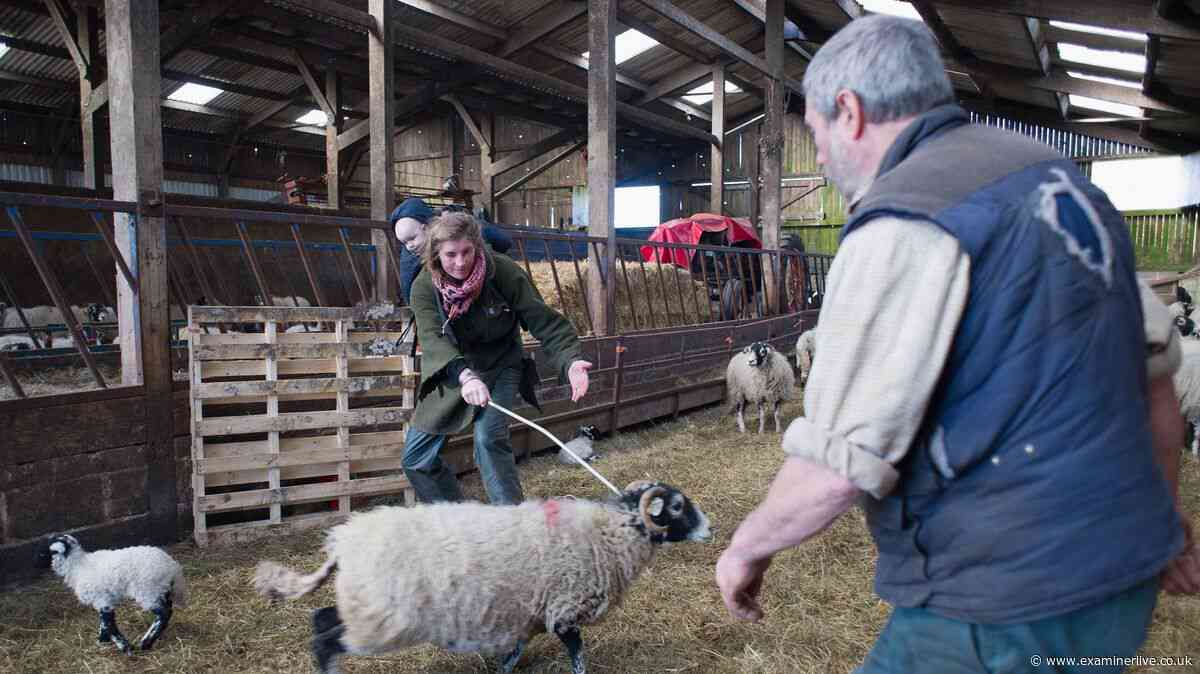 Our Yorkshire Farm star Amanda Owen issues two-word verdict on Clive reunion