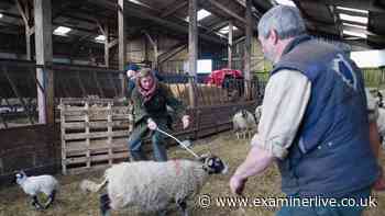 Our Yorkshire Farm star Amanda Owen issues two-word verdict on Clive reunion