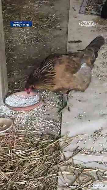 Shepherdsville considering ordinance to allow chickens within city limits