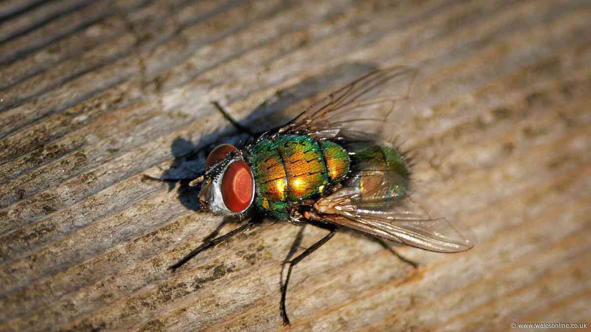Get rid of flies and maggots by adding 1 natural item into your wheelie bins