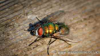 Get rid of flies and maggots by adding 1 natural item into your wheelie bins