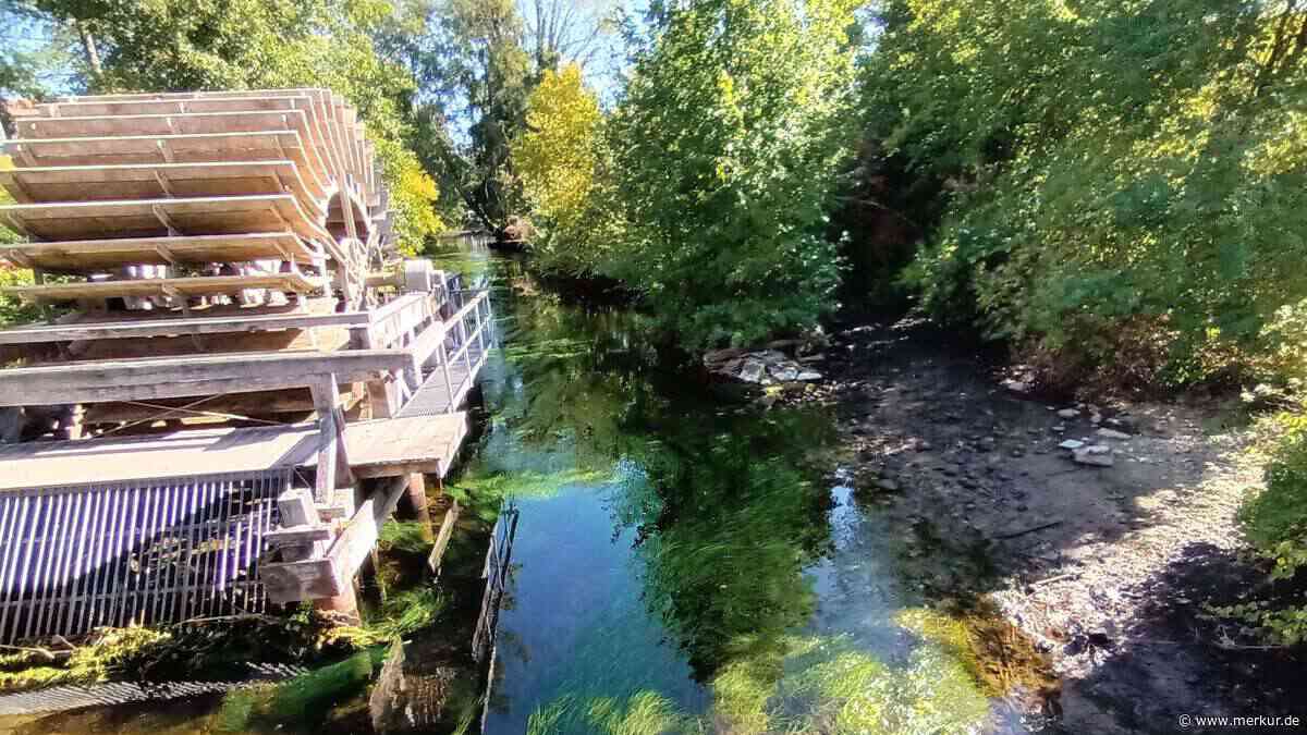 Würm fällt in Gauting plötzlich um halben Meter: Fische stranden auf Trockenen