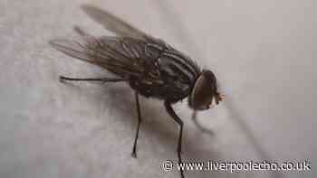 Kill flies and maggots 'instantly' by sprinkling kitchen item into wheelie bins