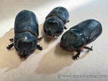 Rules protecting Molokai from invasive beetles expected to be reinstated