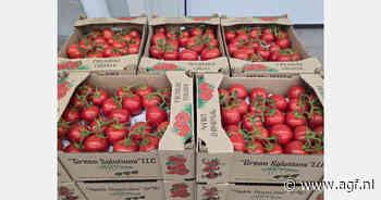 Russische markt valt weg: moderne Armeense tomatenteler richt zich nu op Europa