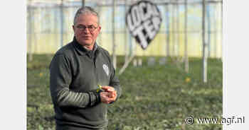 Nederlandse theeproducent brengt vers gerolde thee op de markt