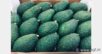 Vertraagde rijping beperkt Marokkaanse avocado-export