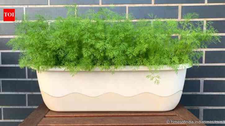 How to grow dill indoors: Simple tips for a steady supply of fresh herbs