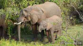 Elephants may use medicinal plants to treat themselves and their babies
